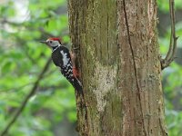 Dendrocoptes medius 63, Middelste bonte specht, Saxifraga-Mark Zekhuis