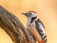 Middle spotted woodpecker  Middle spotted woodpecker (Dendrocopos medius). Looking for food in a tree. Wildlife in nature. Netherlands. : Avian, animal, background, beak, beautiful, bill, bird, black, colorful, dendrocopos, dendrocoptes medius, environment, europe, european, feather, forest, green, head, landscape, life, looking, medius, middle, middle spotted woodpecker, moss, natural, nature, observing, ornithology, outdoor, pecker, portrait, red, single, sitting, sky, spotted, spring, stump, tree, trunk, watching, white, wild, wildlife, wood, woodpecker