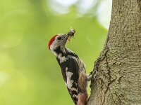Dendrocoptes medius 7, Middelste bonte specht, Saxifraga-Luuk Vermeer
