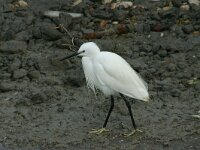 Egretta garzetta 106, Kleine zilverreiger, Saxifraga-Dirk Hilbers