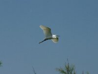 Egretta garzetta 109, Kleine zilverreiger, Saxifraga-Dirk Hilbers