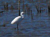 Egretta garzetta 114, Kleine zilverreiger, Saxifraga-Henk Sierdsema