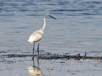 Egretta garzetta 115, Kleine zilverreiger, Saxifraga-Bart Vastenhouw
