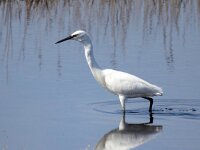 Egretta garzetta 128, Kleine zilverreiger, Saxifraga-Bart Vastenhouw