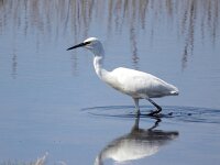 Egretta garzetta 142, Kleine zilverreiger, Saxifraga-Bart Vastenhouw