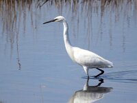Egretta garzetta 143, Kleine zilverreiger, Saxifraga-Bart Vastenhouw