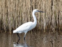 Egretta garzetta 144, Kleine zilverreiger, Saxifraga-Bart Vastenhouw