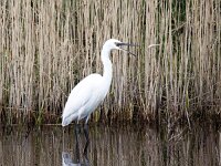 Egretta garzetta 145, Kleine zilverreiger, Saxifraga-Bart Vastenhouw
