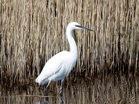 Egretta garzetta 146, Kleine zilverreiger, Saxifraga-Bart Vastenhouw