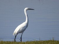 Egretta garzetta 147, Kleine zilverreiger, Saxifraga-Bart Vastenhouw