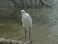 Egretta garzetta 18, Kleine zilverreiger, Saxifraga-Jan van der Straaten