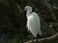Egretta garzetta 19, Kleine zilverreiger, Saxifraga-Jan van der Straaten