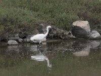 Egretta garzetta 2, Kleine zilverreiger, Saxifraga-Luc Hoogenstein