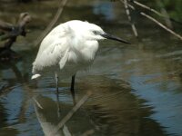 Egretta garzetta 21, Kleine zilverreiger, Saxifraga-Jan van der Straaten