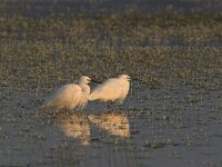 Egretta garzetta 3, Kleine zilverreiger, Saxifraga-Luc Hoogenstein