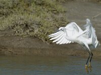 Egretta garzetta 32, Kleine zilverreiger, Saxifraga-Piet Munsterman