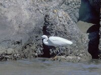 Egretta garzetta 33, Kleine zilverreiger, Saxifraga-Mark Zekhuis