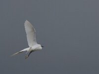 Egretta garzetta 39, Kleine zilverreiger, Saxifraga-Willem van Kruijsbergen