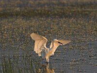Egretta garzetta 4, Kleine zilverreiger, Saxifraga-Luc Hoogenstein