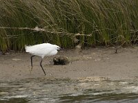 Egretta garzetta 43, Kleine zilverreiger, Saxifraga-Willem van Kruijsbergen