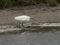 Egretta garzetta 44, Kleine zilverreiger, Saxifraga-Willem van Kruijsbergen