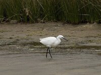 Egretta garzetta 46, Kleine zilverreiger, Saxifraga-Willem van Kruijsbergen