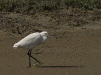 Egretta garzetta 55, Kleine zilverreiger, Saxifraga-Jan van der Straaten