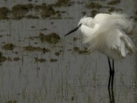 Egretta garzetta 57, Kleine zilverreiger, Saxifraga-Jan van der Straaten