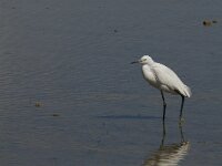 Egretta garzetta 60, Kleine zilverreiger, Saxifraga-Jan van der Straaten