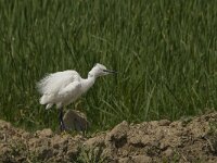Egretta garzetta 62, Kleine zilverreiger, Saxifraga-Jan van der Straaten