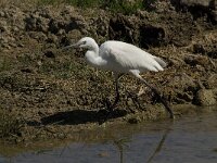 Egretta garzetta 69, Kleine zilverreiger, Saxifraga-Jan van der Straaten