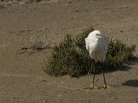 Egretta garzetta 74, Kleine zilverreiger, Saxifraga-Marijke Verhagen