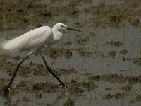 Egretta garzetta 80, Kleine zilverreiger, Saxifraga-Marijke Verhagen