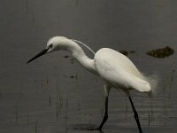 Egretta garzetta 86, Kleine zilverreiger, Saxifraga-Marijke Verhagen