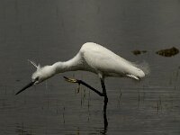 Egretta garzetta 88, Kleine zilverreiger, Saxifraga-Marijke Verhagen