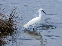 Egretta garzetta 99, Kleine zilverreiger, adult, Saxifraga-Theo Verstrael