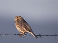 Emberiza calandra 10, Grauwe gors, Saxifraga-Piet Munsterman
