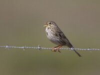 Emberiza calandra 15, Grauwe gors, Saxifraga-Luc Hoogenstein  Grauwe gors, Corn bunting, Miliaria calandra, Synoniem: Emberiza calandra : voorjaar, fence, Portugal, Zuid-Europa, Corn bunting, Rode lijst, kust, hek, april, Miliaria calandra, spring, vogel, bird, natuur, zingend, Europa, prikkeldraad, Emberiza calandra, Grauwe gors, Algarve, lente, singing, Iberisch Schiereiland, barb wire, nature, coast