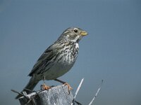 Emberiza calandra 2, Grauwe gors, Saxifraga-Arie de Knijff