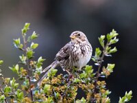 Emberiza calandra 23, Grauwe gors, Saxifraga-Bart Vastenhouw