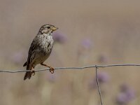 Emberiza calandra 28, Grauwe gors, adult, Saxifraga-Theo Verstrael