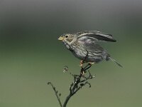 Emberiza calandra 3, Grauwe gors, Saxifraga-Arie de Knijff