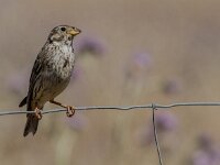 Emberiza calandra 41, Grauwe gors, adult, Saxifraga-Theo Verstrael