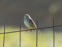 Emberiza calandra 44, Grauwe gors, Saxifraga-Bart Heijne