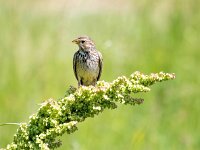 Emberiza calandra 45, Grauwe gors, Saxifraga-Bart Vastenhouw