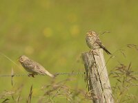 Emberiza calandra 48, Grauwe gors, Saxifraga-Mark Zekhuis