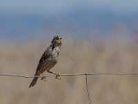 Emberiza calandra 54, Grauwe gors, adult, Saxifraga-Theo Verstrael