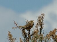 Emberiza calandra 7, Grauwe gors, Saxifraga-Jan van der Straaten