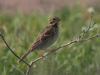 Emberiza calandra 9, Grauwe gors, Saxifraga-Luc Hoogenstein