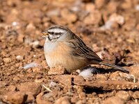 Emberiza cia 2, Grijze gors, Saxifraga-Bart Vastenhouw